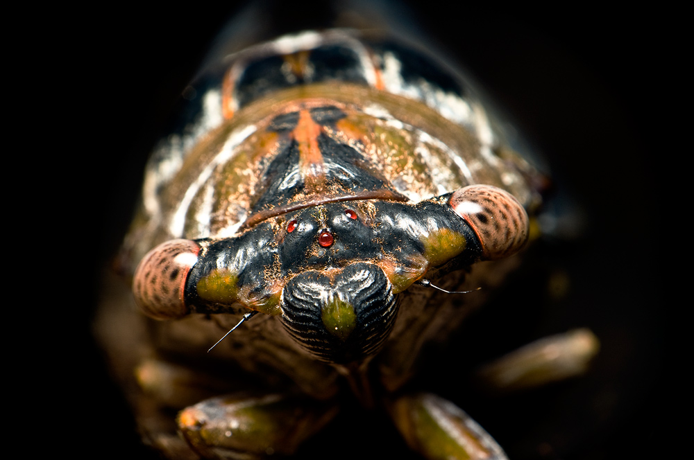 090904-195 Cicada     full frame