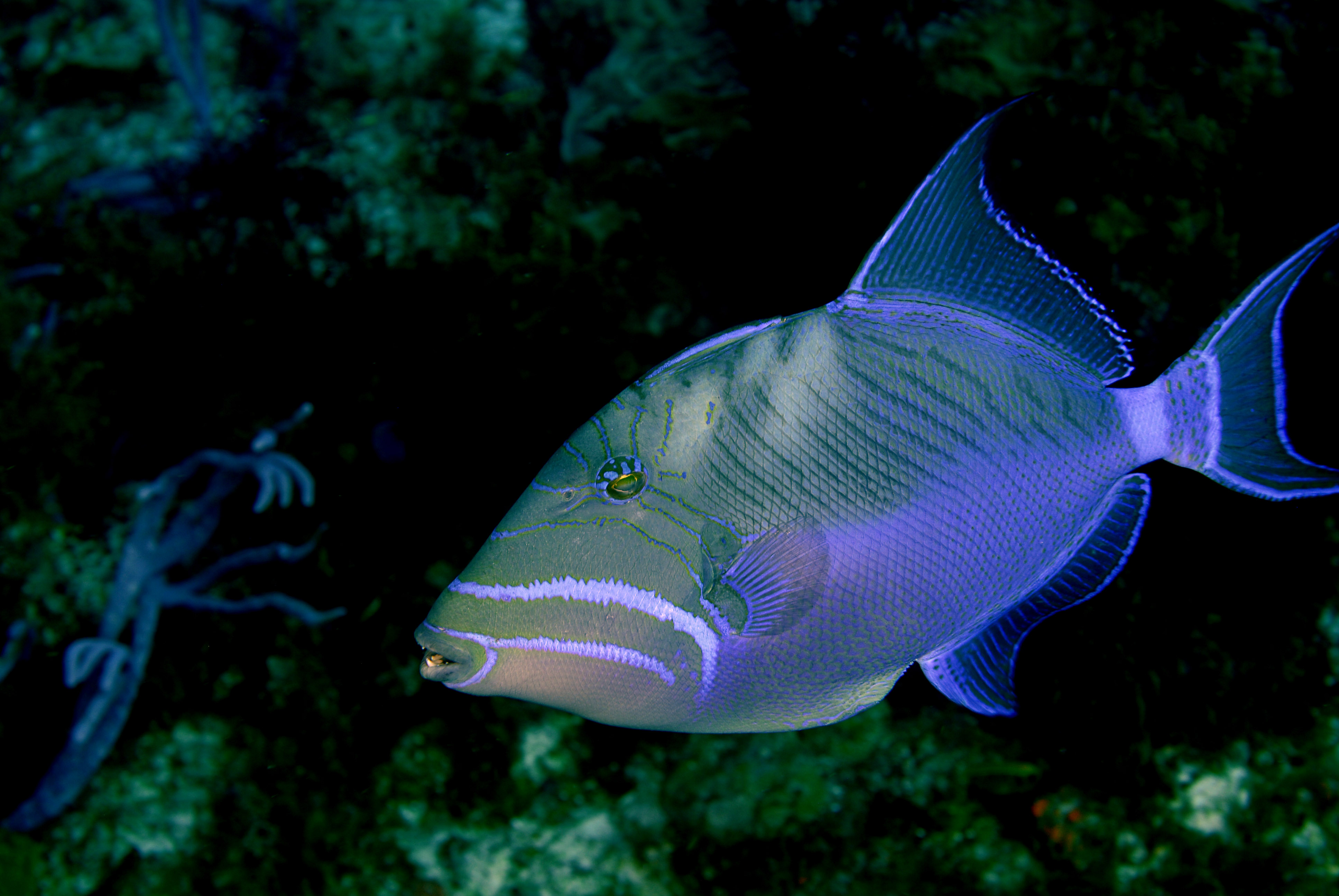 Queen Triggerfish