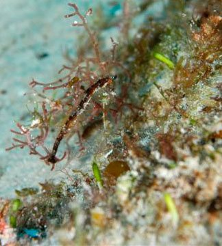 Pipe Sea Horse
