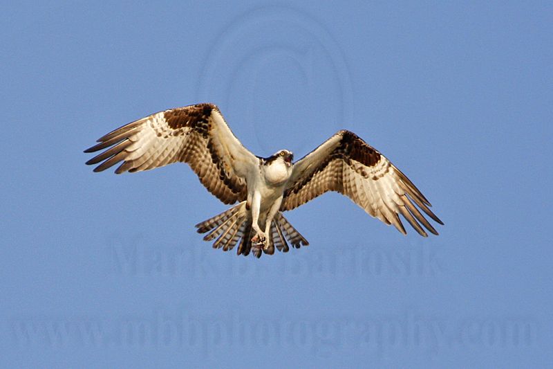 _MG_1555 Osprey.jpg