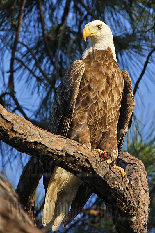 _MG_3637 Bald Eagle.jpg
