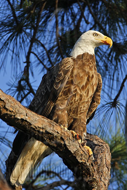 _MG_3672 Bald Eagle.jpg