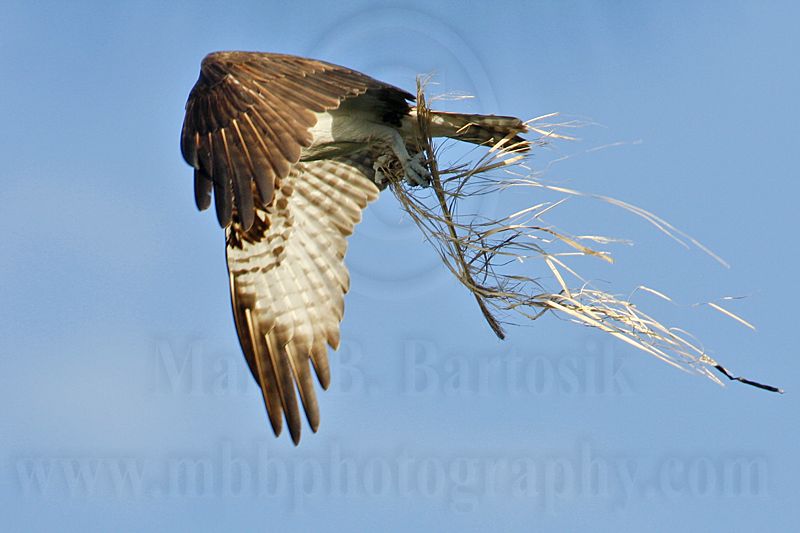 _MG_3897 Osprey.jpg