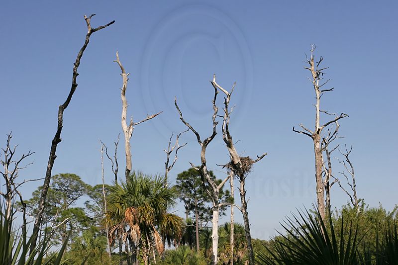 _MG_3370 Osprey.jpg