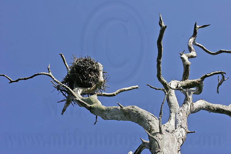 _MG_3379 Osprey.jpg