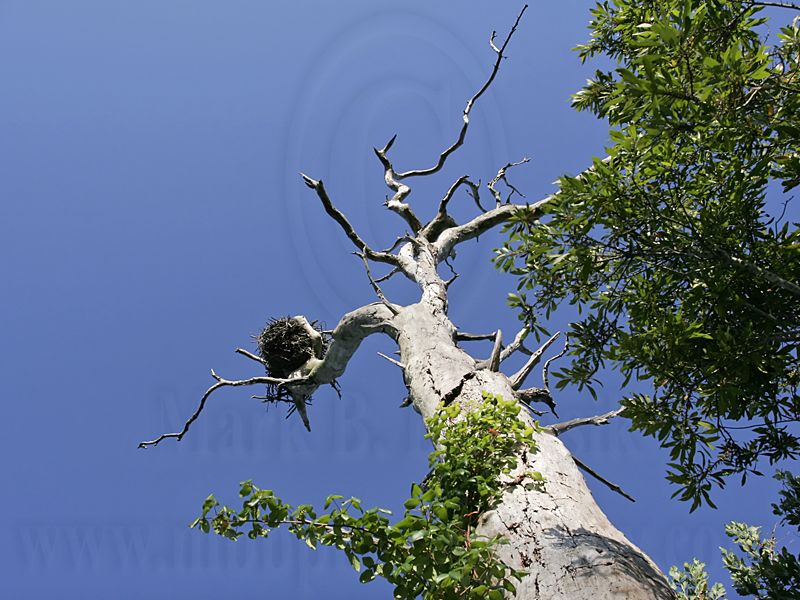 _MG_3381 Osprey.jpg