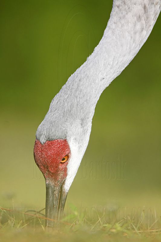 _MG_8481 Sandhill Crane.jpg