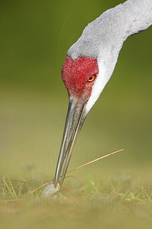 _MG_8485 Sandhill Crane.jpg