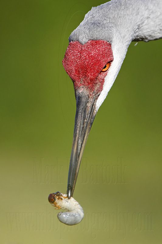 _MG_8498 Sandhill Crane.jpg