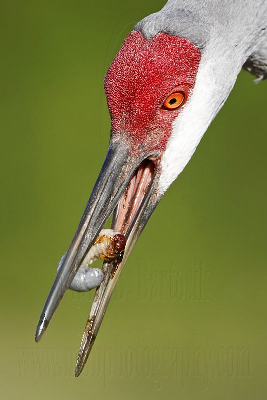 _MG_8507 Sandhill Crane.jpg