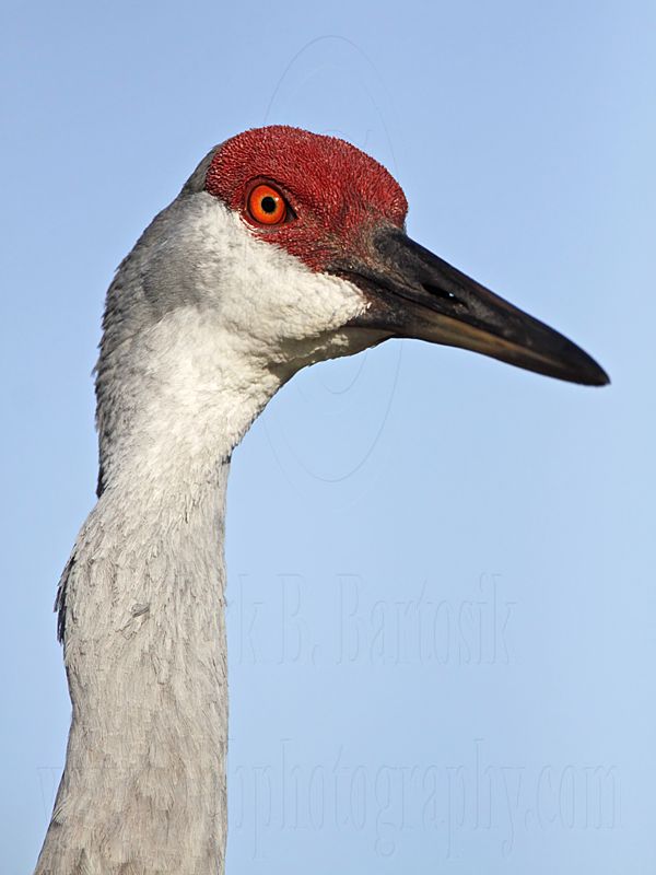 _MG_8776 Sandhill Crane.jpg