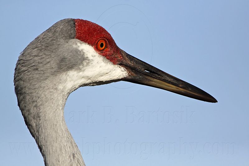 _MG_8805 Sandhill Crane.jpg