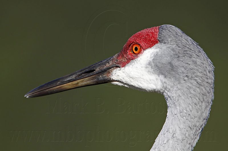_MG_8945 Sandhill Crane.jpg