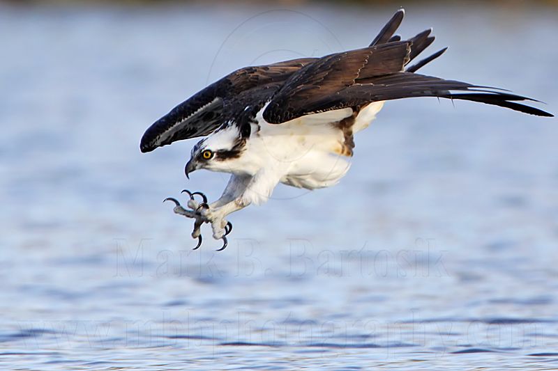 _MG_7262crop Osprey.jpg