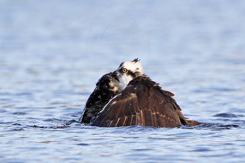 _MG_7291crop Osprey.jpg
