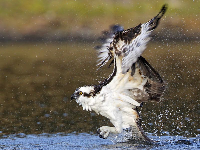 _MG_7363 Osprey.jpg