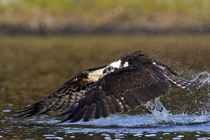 _MG_7364 Osprey.jpg