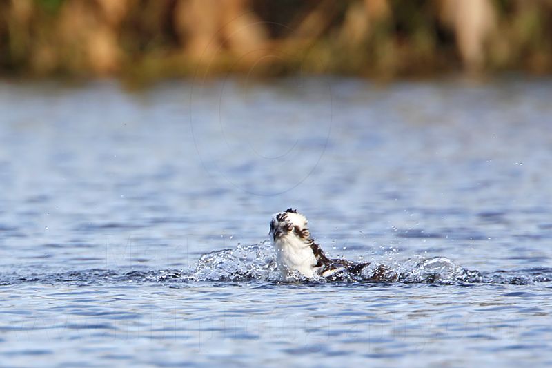 _MG_7420 Osprey.jpg
