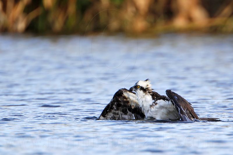 _MG_7431 Osprey.jpg