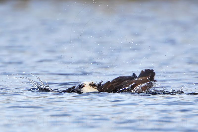 _MG_7434 Osprey.jpg