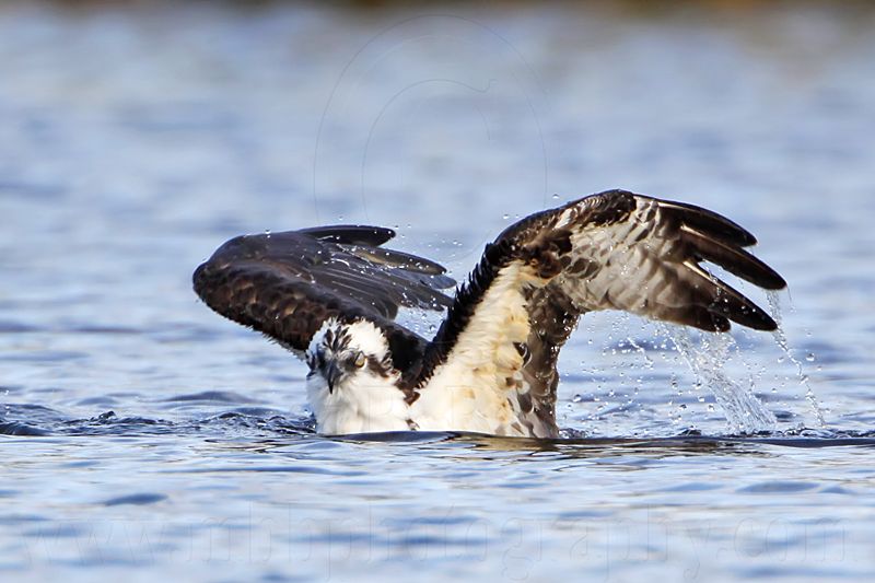 _MG_7447 Osprey.jpg