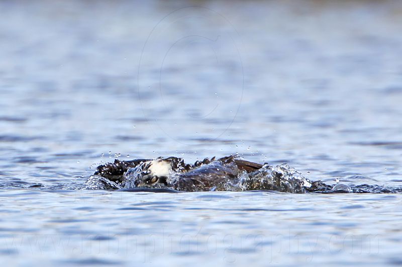 _MG_7450c Osprey.jpg