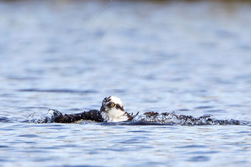 _MG_7451 Osprey.jpg
