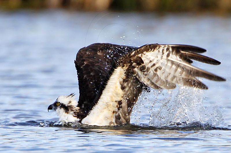 _MG_7454 Osprey.jpg