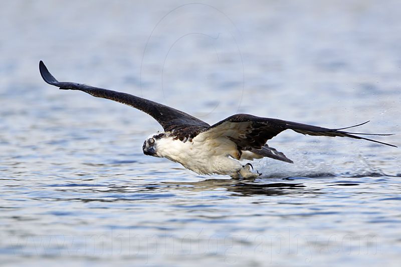_MG_7486 Osprey.jpg