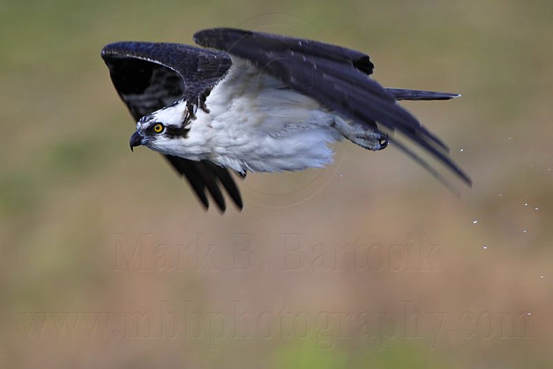 _MG_7498 Osprey.jpg
