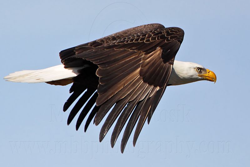 _MG_4835 Bald Eagle.jpg