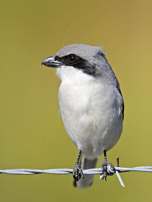 _MG_5914 Loggerhead Shrike.jpg