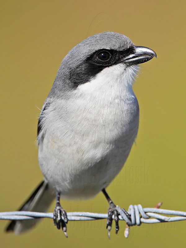_MG_5947 Loggerhead Shrike.jpg