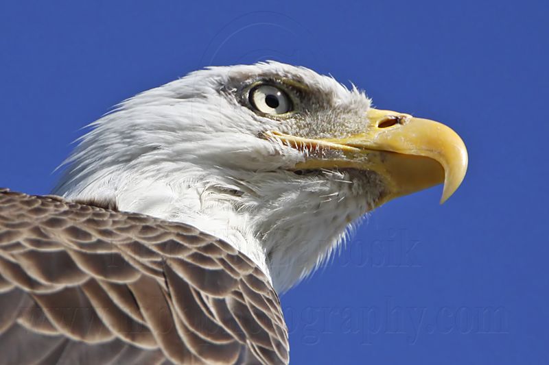 _MG_4995 Bald Eagle.jpg