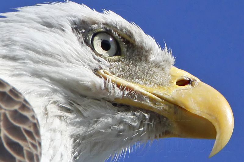 _MG_5034crop Bald Eagle.jpg