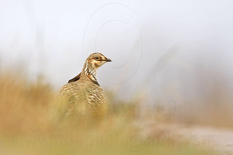 _MG_0022 Attwaters Prairie-Chicken.jpg