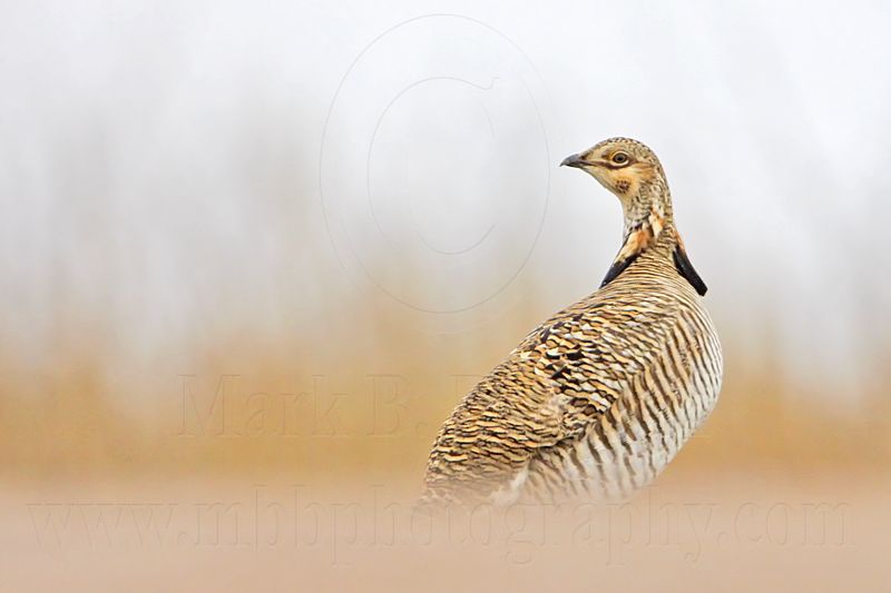 _MG_0148 Attwaters Prairie-Chicken.jpg
