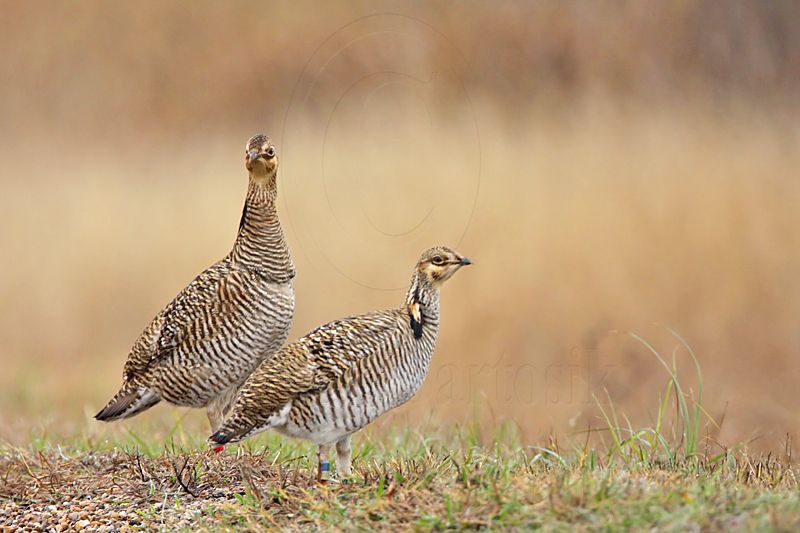 _MG_0171 Attwaters Prairie-Chicken.jpg