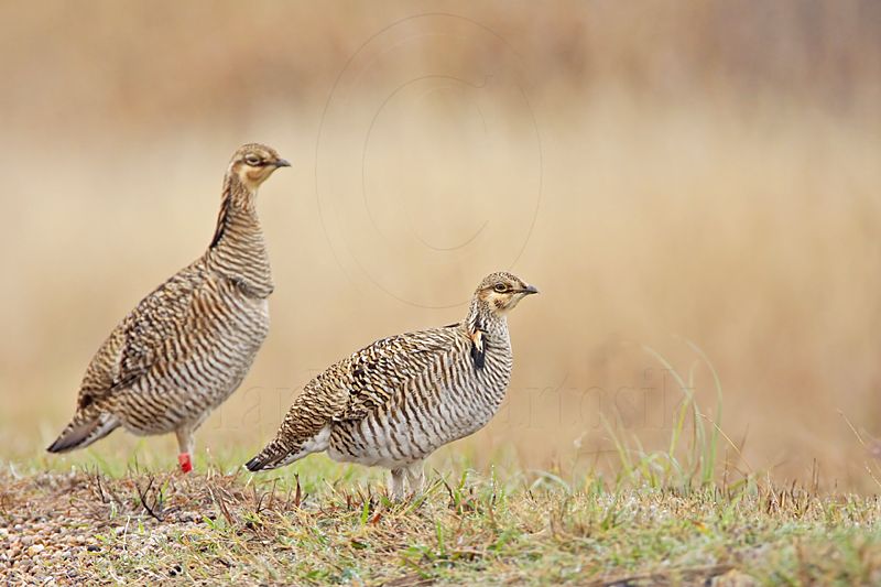_MG_0222 Attwaters Prairie-Chicken.jpg