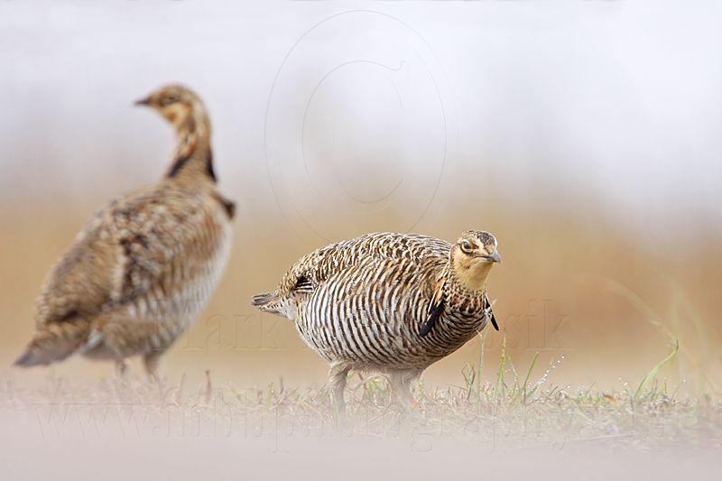 _MG_0370 Attwaters Prairie-Chicken.jpg