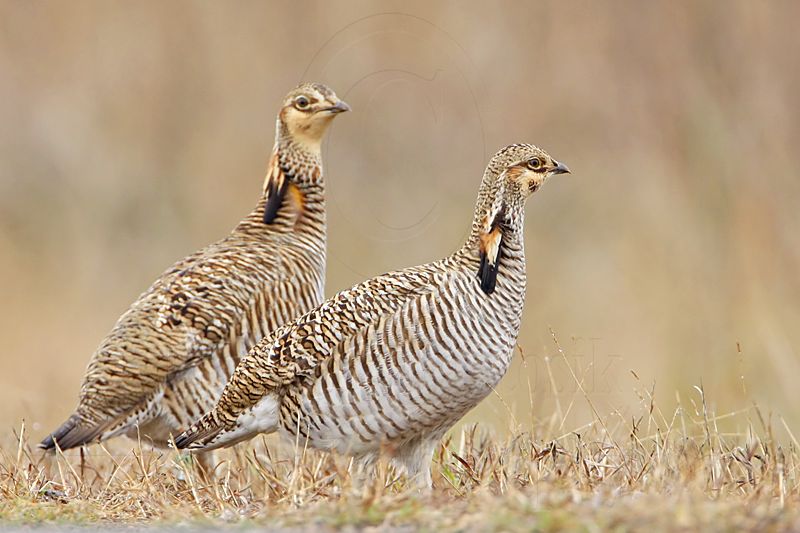 _MG_0503 Attwaters Prairie-Chicken.jpg