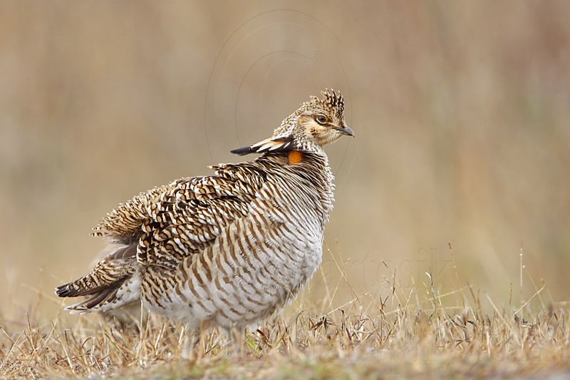 _MG_0514 Attwaters Prairie-Chicken.jpg