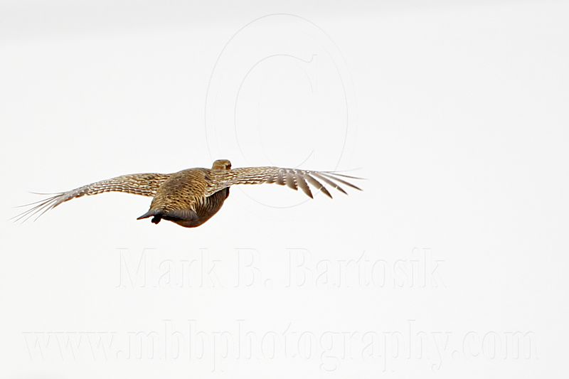 _MG_0559 Attwaters Prairie-Chicken.jpg