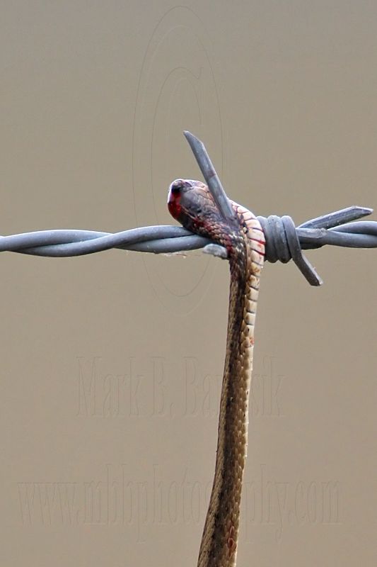 _MG_0858crop Loggerhead Shrike - Food.jpg