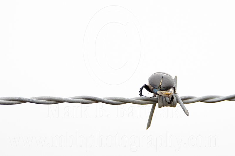 _MG_1688 Loggerhead Shrike - Food.jpg