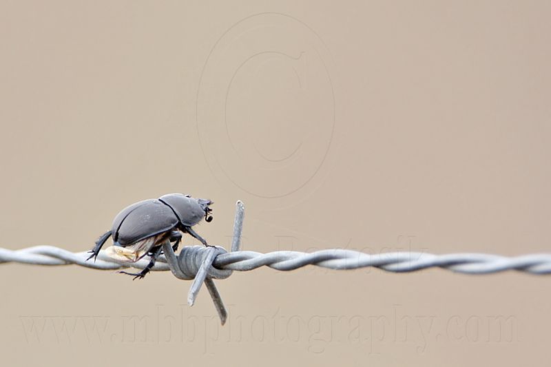 _MG_1708 Loggerhead Shrike - Food.jpg