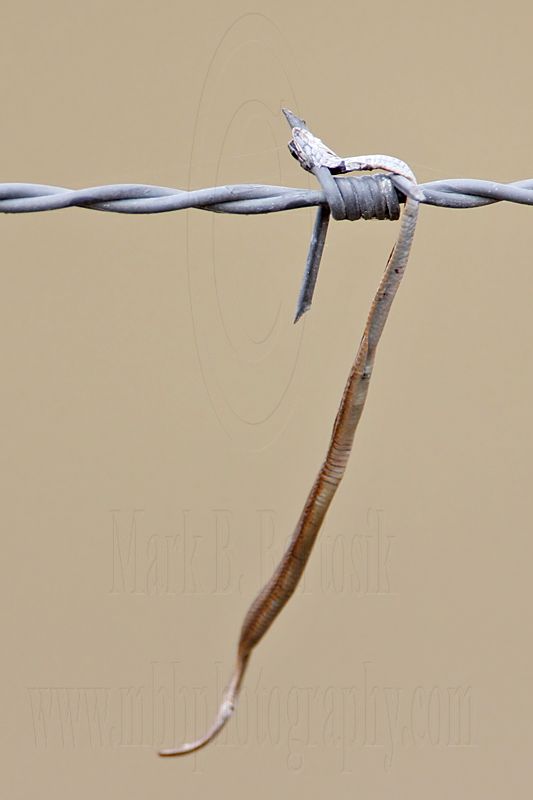 _MG_1743 Loggerhead Shrike - Food.jpg