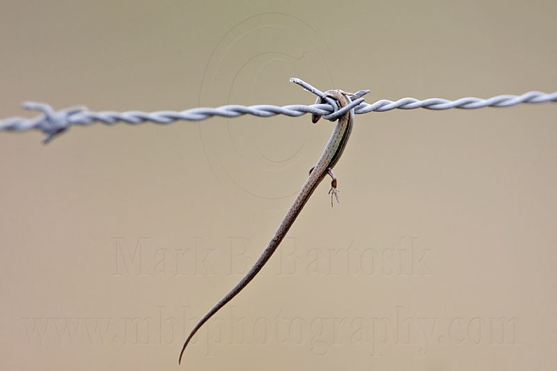 _MG_1754 Loggerhead Shrike - Food.jpg