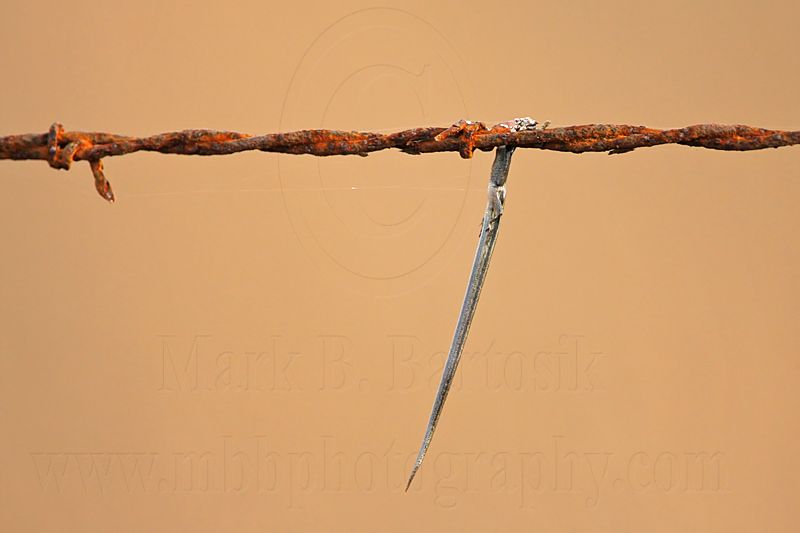 _MG_1835 Loggerhead Shrike - Food.jpg
