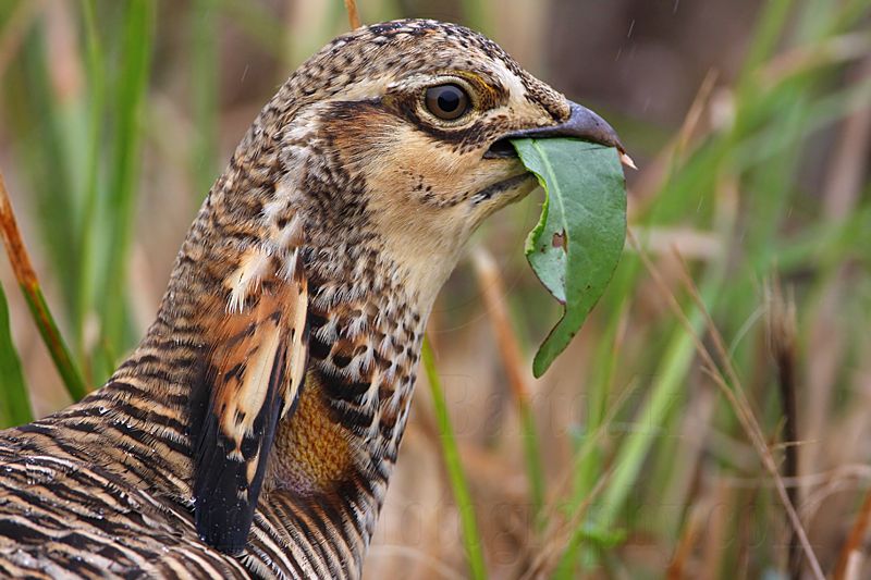 _MG_9321 Attwaters Prairie-Chicken.jpg